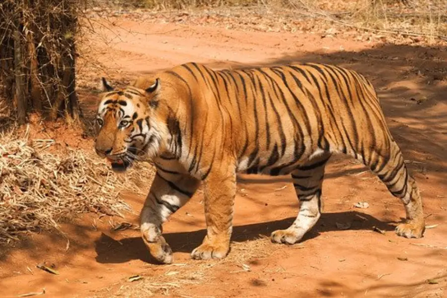 Bheem cottage at The Olive Resort Bandhavgarh