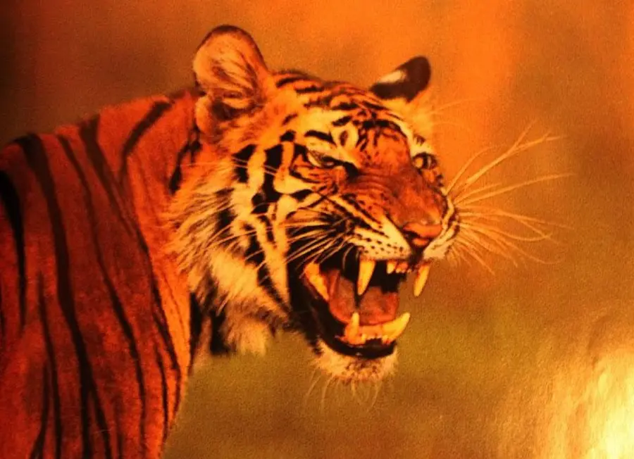 Charger cottage at The Olive Resort Bandhavgarh