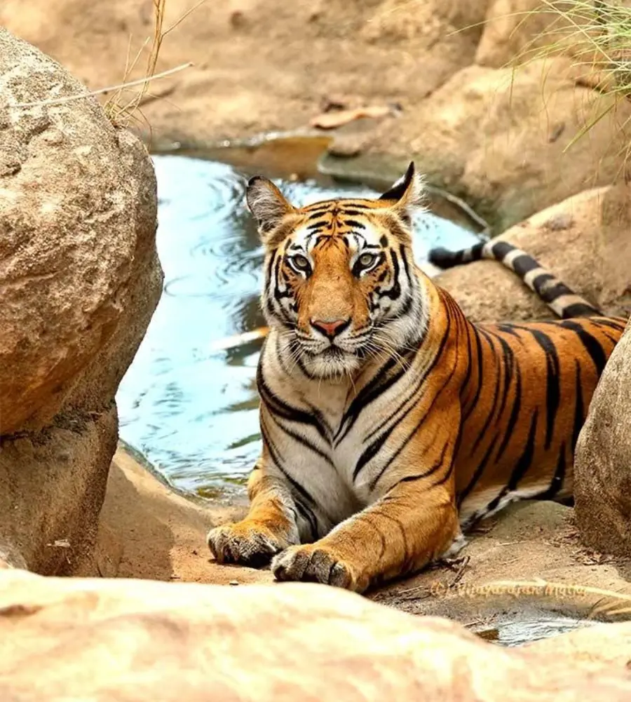 Spotty cottage at The Olive Resort Bandhavgarh
